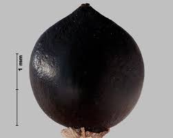 Image result for Persicaria madagascariensis