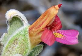 Image result for Petalidium englerianum