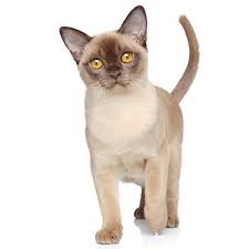 Bajimbi cats and kittens for sale are bred by one of the most famous breeder since 1966 in australia, bambi who has also been a judge of cat shows on a international level. Burmese Cat Breeders Near Me