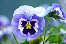 Pansy Purple Flower Drops Close Up Wallpaper Pansies Flowers Purple Flowers Wallpaper Purple Flowers