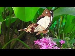 Von dezember bis märz werden als sonderausstellung in einem tropischen gewächshaus schmetterlinge, die frei herumfliegen können. Botanical Garden Munich Butterflies Botanischer Garten Munchen Schmetterlinge Youtube