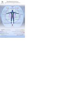 Chakra tables and biofield anatomy maps. Biofield Anatomy Map 24 X36 Biofield Tuning Eileen Mckusick Map Anatomy Laughter