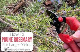 Image result for rosemary pruning