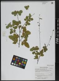 Image result for Grona adscendens