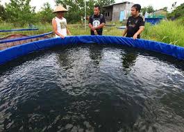 1 Wajib Tahu Ini Untung Rugi Budidaya Ikan Lele Kolam Ikan Kolam Ikan