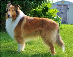 Rough Collie Info Temperament Lifespan Puppies Pictures