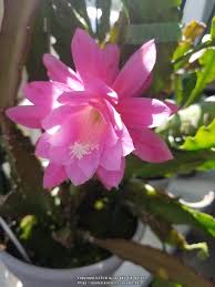 Called epiphytes or epiphyllums, the orchid cactus makes a good houseplant for those who enjoy lovely flowers in their. Epiphyllums Forum Starting New Collection Of Epiphyllum Orchid Cactus Garden Org