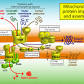 Mitochondrial membrane transport protein