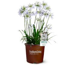 Image result for Agapanthus codii
