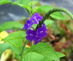 Image result for Stachytarpheta