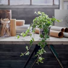Till the soil to a depth of 10 to 12 inches (25 to 30 cm) and amend it will organic compost if needed. Hedera Helix Potted Plant Ivy 13 Cm Ikea