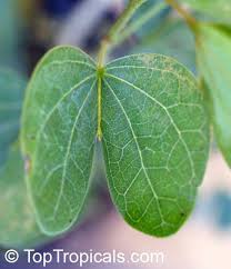 Image result for Bauhinia bowkeri