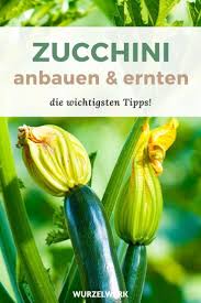 Der Komplette Zucchini Guide Zucchini Pflanzen Anbauen Ernten Wurzelwerk In 2020 Zucchini Pflanzen Pflanzen Zucchini