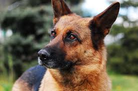 Ich sitz' im zug nach hamburg, doch weiß nicht wohin ich fahr' / ich sitz' im zug nach hamburg und weiß nicht wo ich schon war / die nachtschicht noch in. Der Deutsche Schaferhund Tierisch Verliebt De