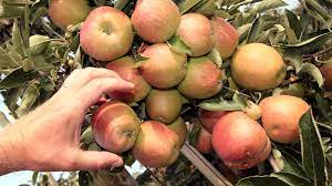 Jonagold könntest du auf jeden fall testen, wenn du auf diesen apfeltypus stehst. Apfel Richtig Ernten Und Haltbar Machen Ndr De Ratgeber Garten Nutzpflanzen