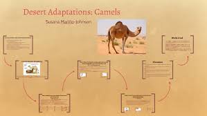 Deserts are hot and dry. Desert Adaptations Camels By Susana Marino Johnson