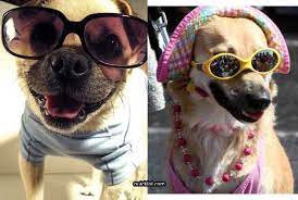 Lift your spirits with funny jokes, trending memes, entertaining gifs, inspiring stories, viral videos, and so much more. Funny Quotes About Wearing Sunglasses Quotesgram