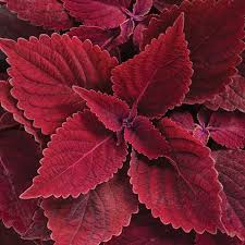 Image result for Coleus sylvestris