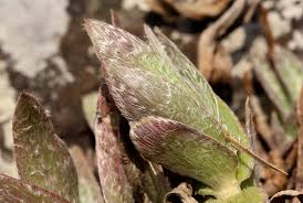 Image result for Cyanotis foecunda