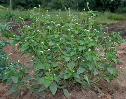 Image result for Heliotropium indicum