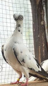 Opponents of the project say it will undercut the country's own. I Bless The Rains Down In Castamere On Twitter Oh God I Looked At Too Many Pigeons And Discovered The Budapest Short Faced Tumbler I Want To Go Back Https T Co Qmhvfatalw Twitter