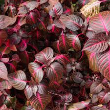 Image result for Iresine