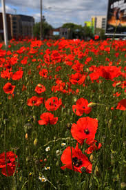 Elizabeth harrington, 60, of liverpool, passed away on sunday, june 25, 2017, at st. Poppies On Islington Liverpool Briansimpsons