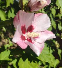 Image result for Hibiscus syriacus Violet Clair Double