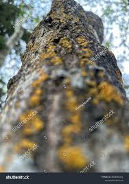 Image result for Spirostachys