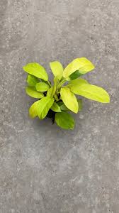 Look through examples of rare translation in sentences, listen to pronunciation and learn grammar. Philodendron Malay Gold 15cm Turn It Tropical