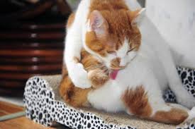 A diagnosis of cancer cannot be made on symptoms alone. My Cat Has Swollen Testicles Causes And Treatment