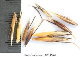 Image result for Avena byzantina