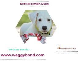At pet's kingdom, we offer international pet relocation services. Pin By Waggy Bond On Pet Relocation In Dubai Pet Relocation Pets Dogs