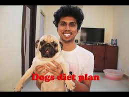 Pugs Dogs Diet Plan Amazing Facts In Hindi Pratikvlogs