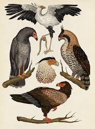 Birds Of Prey Animal Drawings Animal Art Bird Drawings