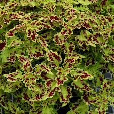 Image result for Coleus shirensis