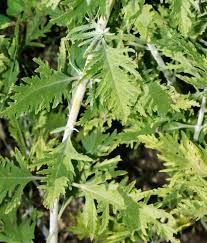 Image result for Haumaniastrum glabrifolium