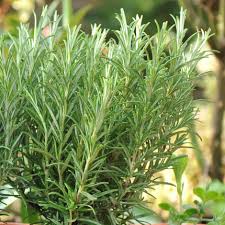 Image result for Rosmarinus officinalis