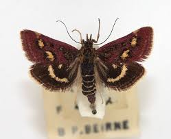 Image result for Pyrausta ostrinalis