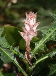 Image result for Acanthus montanus