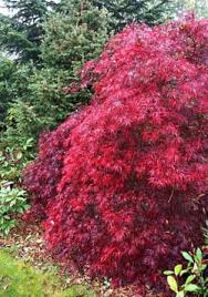 Image result for Pieris japonský debutante obrázek