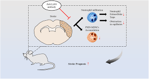 Role of Polymorphonuclear Myeloid‐Derived Suppressor Cells and Neutrophils  in Ischemic Stroke | Journal of the American Heart Association