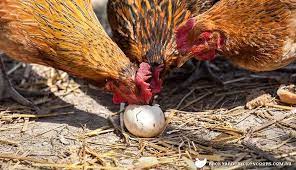 Top Tips To Stop Stop Your Chickens From Eating Their Eggs