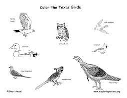 Fresh state bird of texas coloring page. Texas Habitats Mammals Birds Amphibians Reptiles