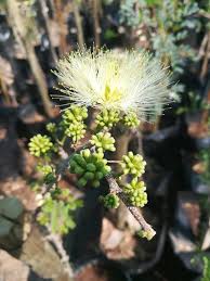 Image result for Albizia anthelmintica