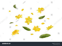 Categoría «Flores amarillas» de fotos de stock, 11,768,358 imágenes |  Shutterstock