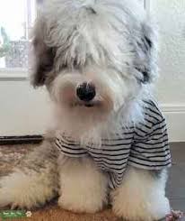 Boo is a 9 week old mini sheepadoodle. Stud Dog Mini Sheepadoodle Looking For Love Breed Your Dog
