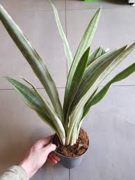 Image result for Sansevieria metallica