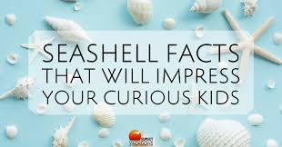 Clams, oysters, scallops, conchs, mussels, and snails are all types of mollusks. Seashell Facts That Will Impress Your Curious Kids