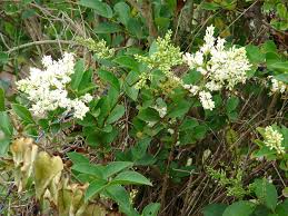 Image result for ligustrum ovalifolium